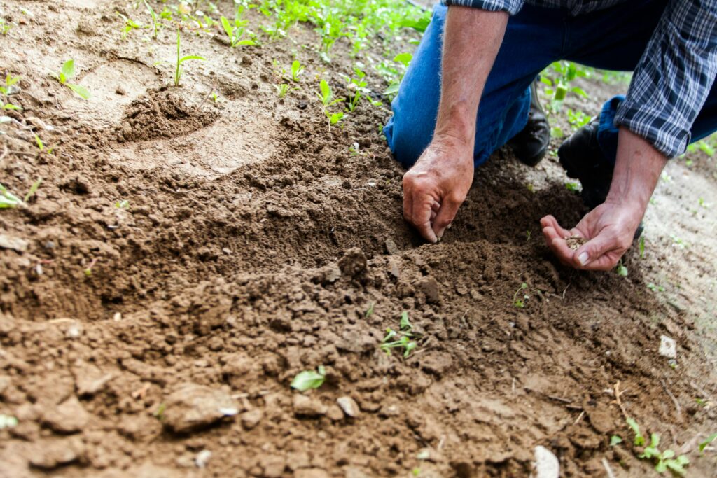 pexels-photo-169523-169523 Close-up of a person planting seeds in soil, emphasizing gardening and cultivation.
